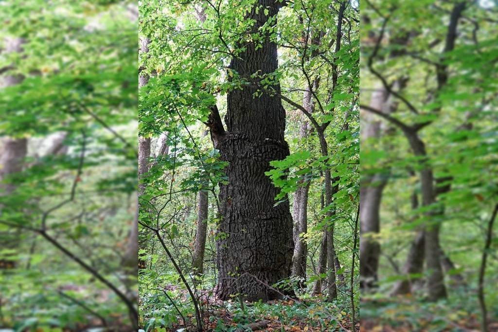 Саратовский 400-летний дуб пополнил реестр старовозрастных деревьев России